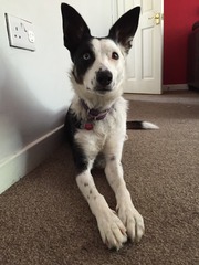 For the love of dogs