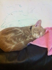 Lovely thread about our cats.