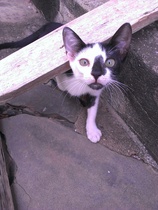 What is your cat called and how did you choose its name?