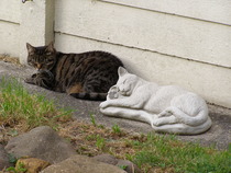 gratuitous cat photos