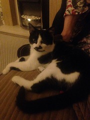 A cat/kitten picture sharing thread.