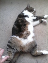 Hot cat