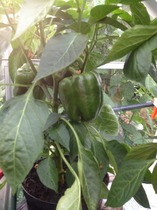 The 2015 Allotment / Veg Patch Thread Part 3 already!