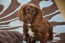 Springer spaniel?