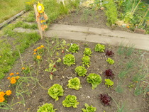 The 2015 Allotment / Veg Patch Thread Part 3 already!