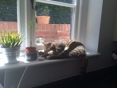 Lovely thread about our cats.