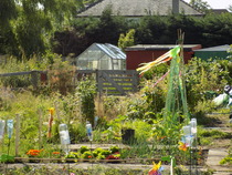 The 2015 Allotment / Veg Patch Thread Part 3 already!
