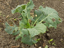 The 2015 Allotment / Veg Patch Thread Part 3 already!