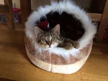 gratuitous cat photos