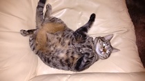 gratuitous cat photos