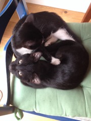 gratuitous cat photos