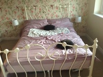 Lovely thread about our cats.
