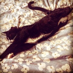 gratuitous cat photos
