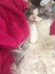 gratuitous cat photos