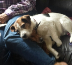 For the love of dogs