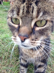 gratuitous cat photos