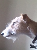 Apart from collies, what other breeds lie down and give the bent eye?
