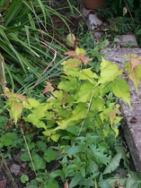 Can someone identify this plant/weed please