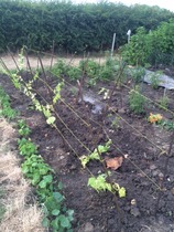 The 2015 Allotment / Veg Patch Thread Part 3 already!