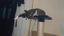What is your cat called and how did you choose its name?