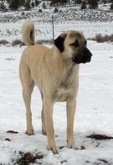 Can anyone tell what kind of dog this puppy might be?