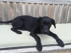For the love of dogs