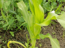 The 2015 Allotment / Veg Patch Thread Part 3 already!
