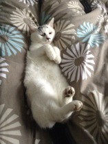 A cat/kitten picture sharing thread.