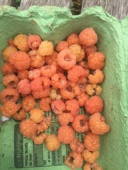 The 2015 Allotment / Veg Patch Thread Part 3 already!