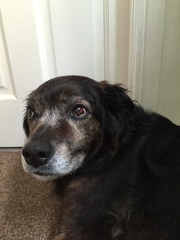 For the love of dogs