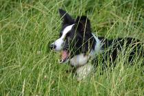 For the love of dogs