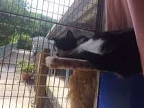 Adopting a very 'Scaredy Cat' - all advice and tips welcome