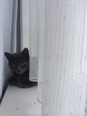 gratuitous cat photos