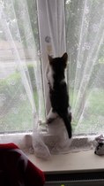 A cat/kitten picture sharing thread.