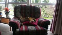 Should we take our cat on holiday?