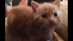 Lovely thread about our cats.
