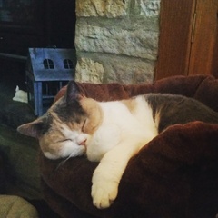 What is your cat called and how did you choose its name?
