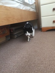 Adopting a very 'Scaredy Cat' - all advice and tips welcome