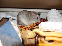Video's/Images of your pets
