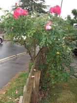 The difference between a rose and rose bush?