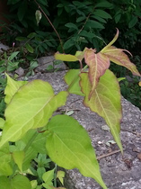 Can someone identify this plant/weed please