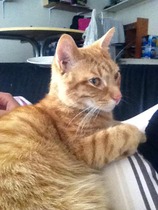 A cat/kitten picture sharing thread.