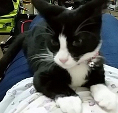 What is your cat called and how did you choose its name?
