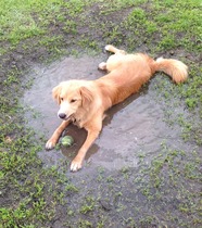 Best shampoo for smelly dog - any recommendations?