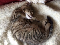 gratuitous cat photos
