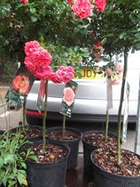 The difference between a rose and rose bush?