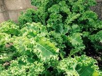 Share DCs favourite brassica* vegetable recipes with the Brassica Growers Association - £300 voucher to be won!NOW CLOSED
