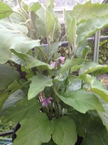 The 2015 Allotment / Veg Patch Thread Part 3 already!