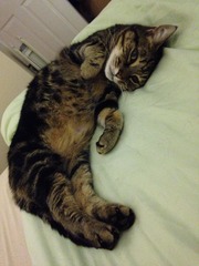 gratuitous cat photos
