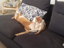 gratuitous cat photos